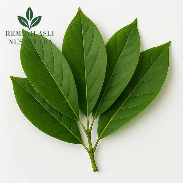 

Daun Alpukat Segar Premium | Daun Herbal Alami | Daun Alpukat Siap Pakai