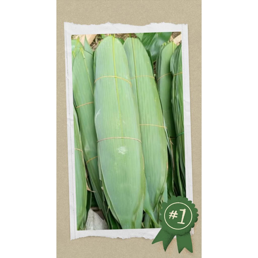 

100lembar daun bambu bakcang bacang doclang kueh ketupat ukuran 6-9