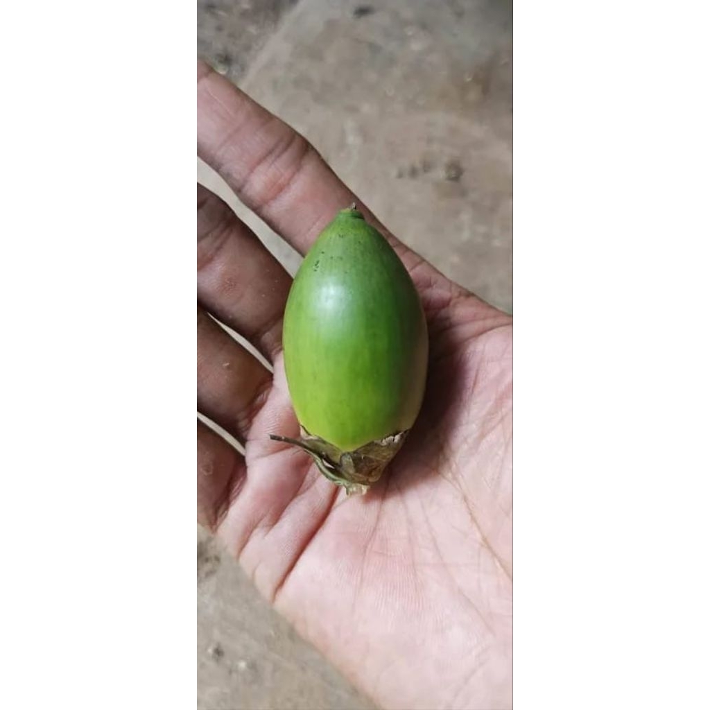 

PERBUAH Buah Pinang Muda Segar / Jame Asli - Herbal Tradisional Kualitas Terbaik