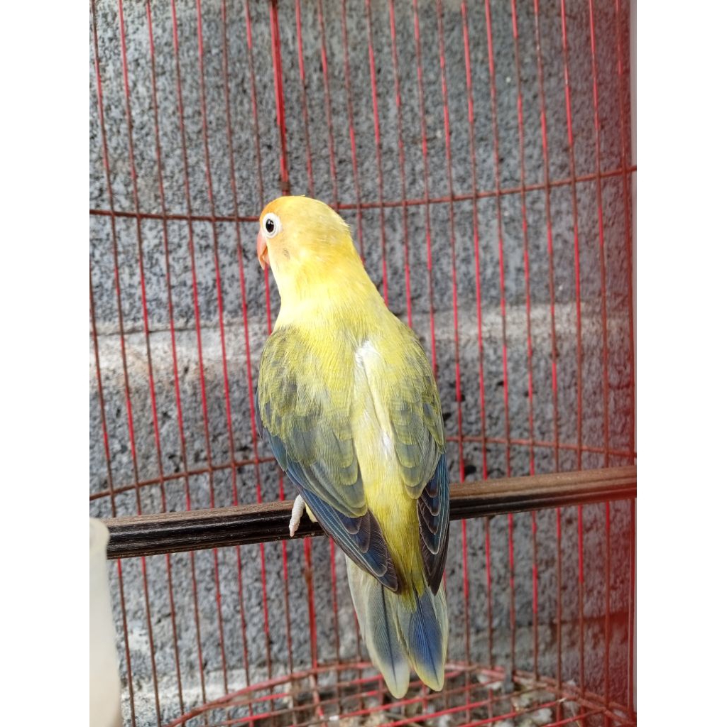 love bird biola PB EWING betina birahi