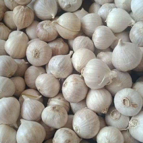 

bawang putih tunggal lanang super 500 gram