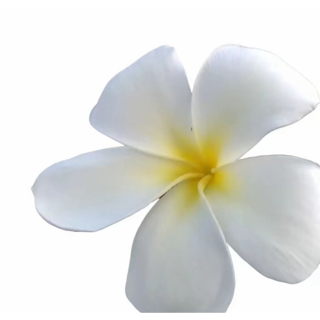 pohon kamboja bunga putih tinggi 2 meter