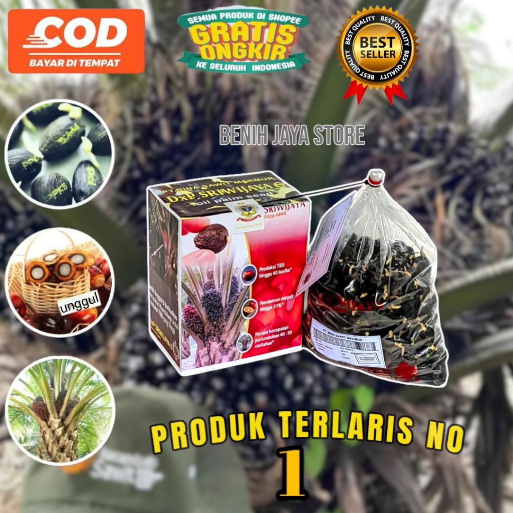 KECAMBAH SAWIT SRIWIJAYA 6 ORIGINAL DAPAT SERTIFIKAT