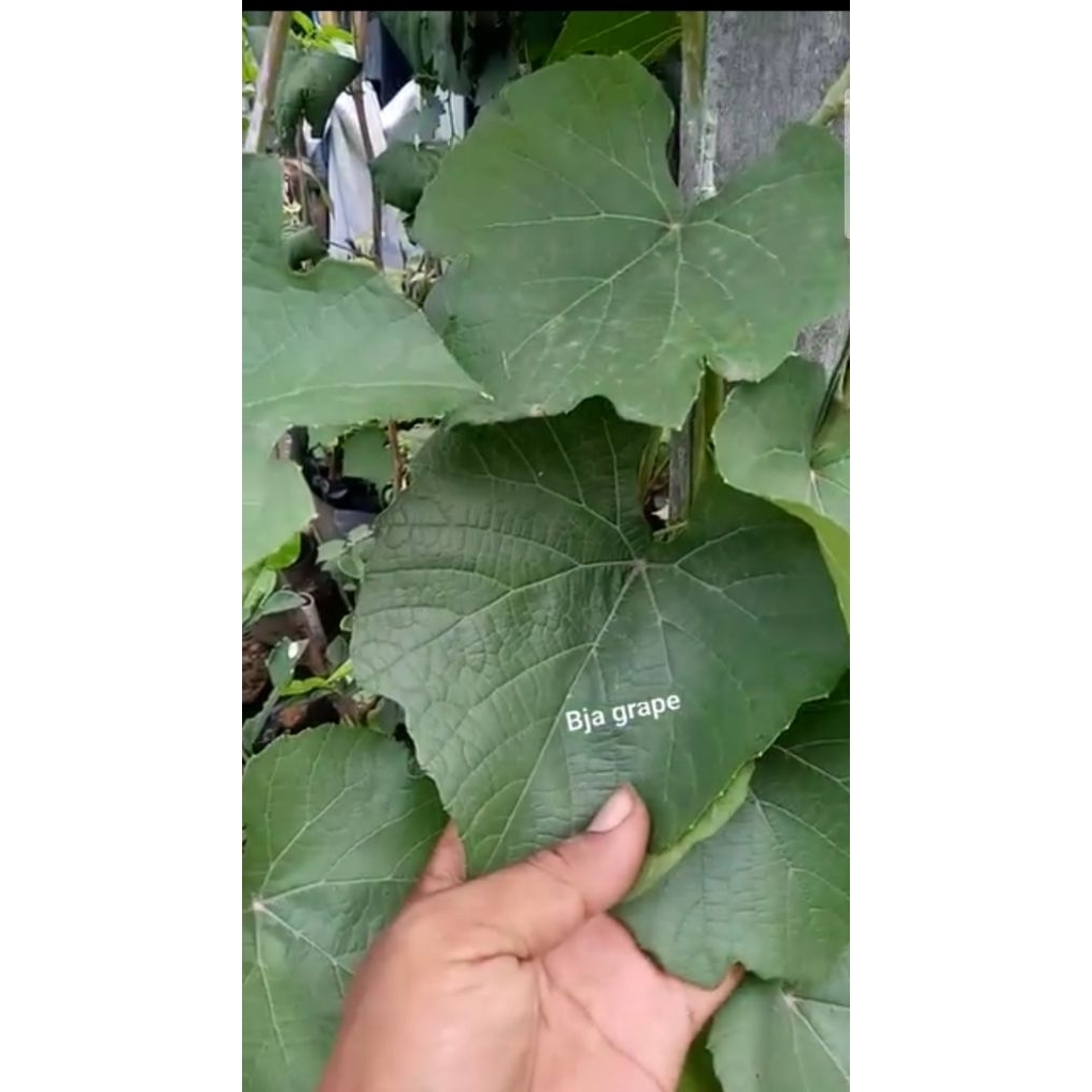 BIBIT ROOTSTOCK DOGRIDE USA