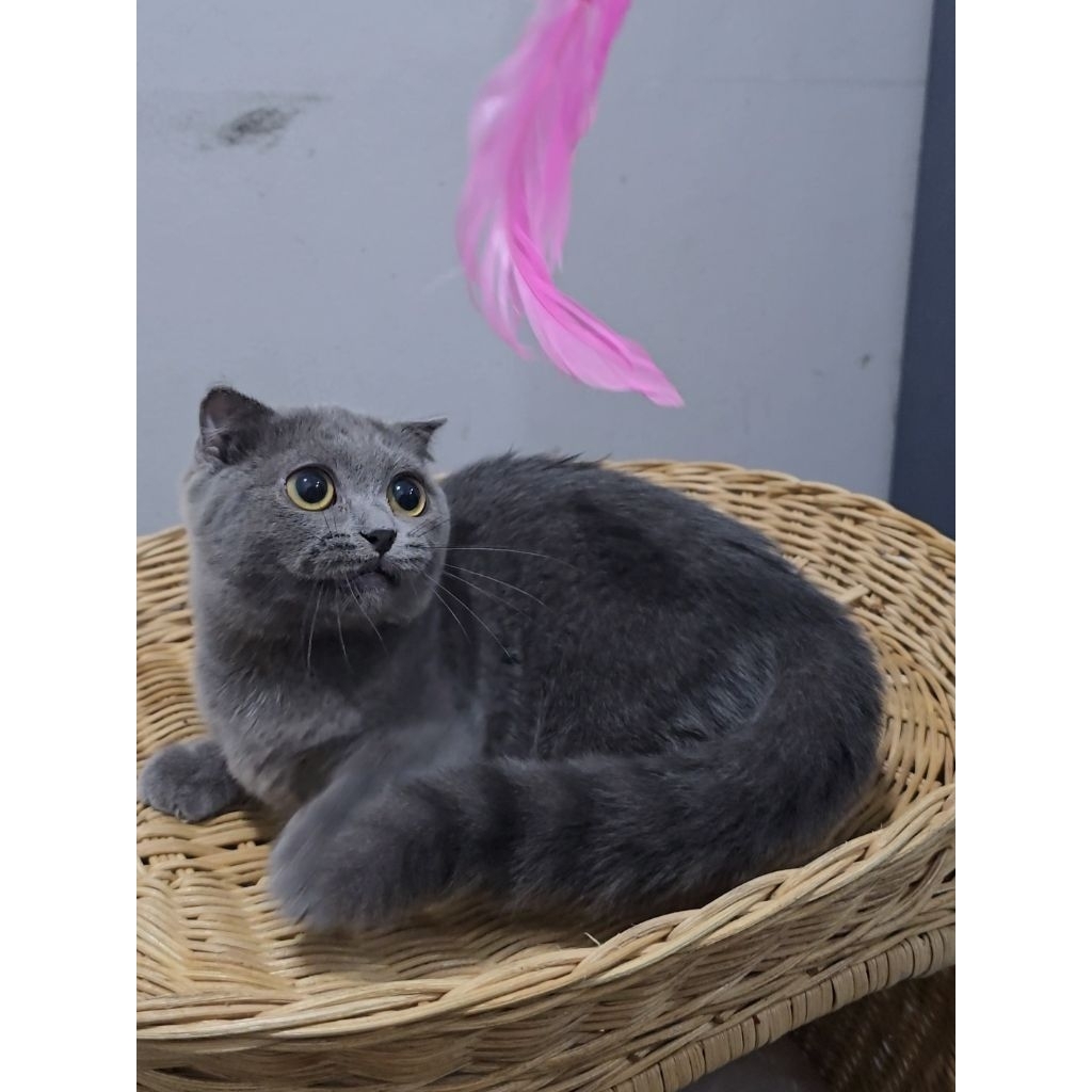 Action figure British shorthair munchkin gaelic fold