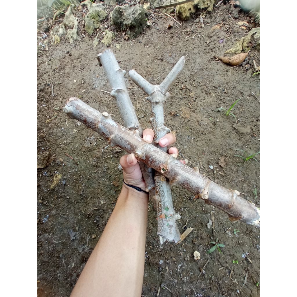 

batang singkong/bibit singkong hibrida