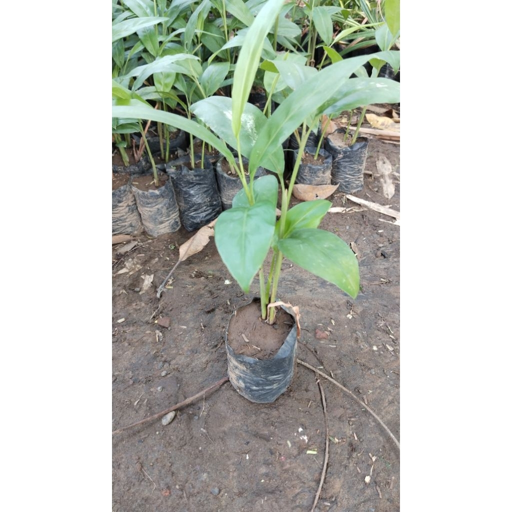 Tanaman laos/tanaman lengkuas/tanaman lengkuas merah