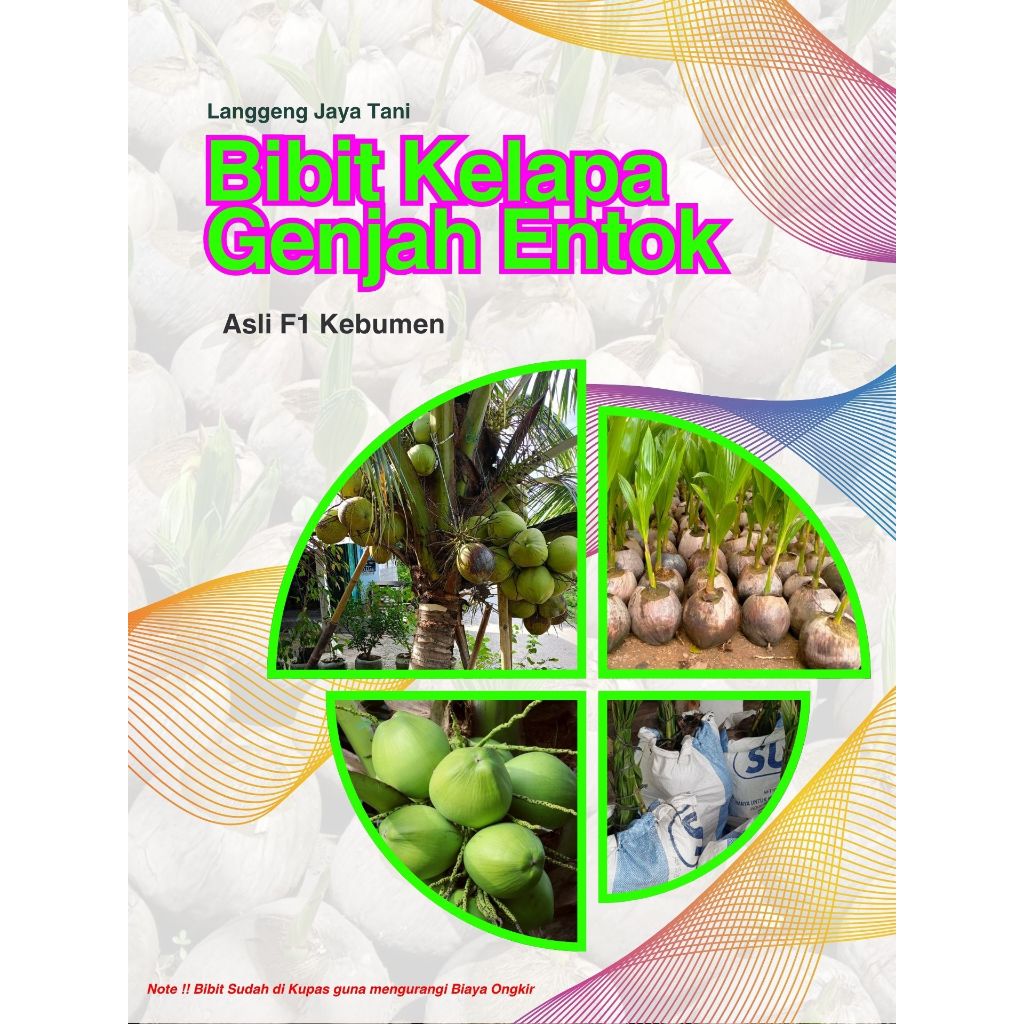 100% Kebumen  Bibit Buah Kelapa Genjah Entok Unggul F1 Kebumen, Bibit Buah Kelapa Genjah Entok F1 Ke