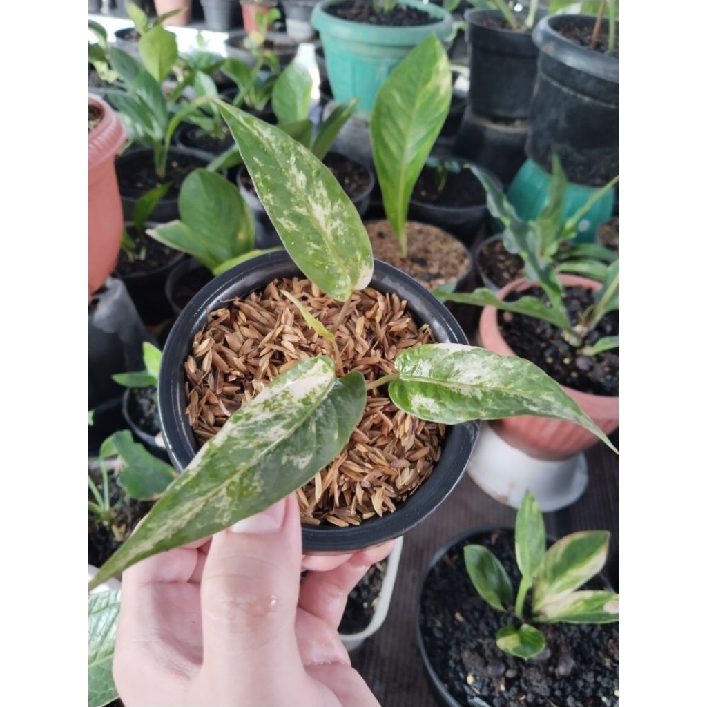 anthurium garuda beuty varigata 9