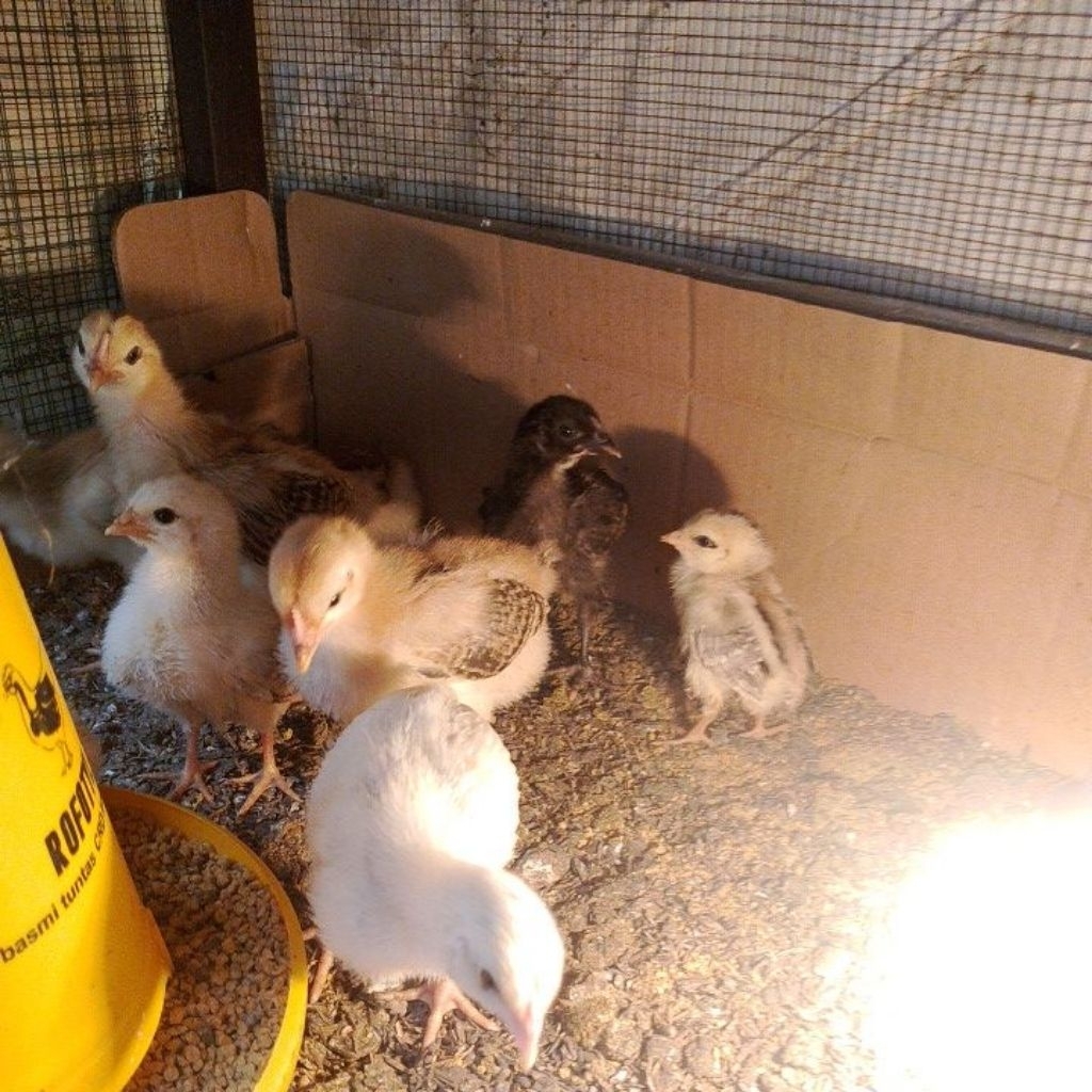 DOC Anak Ayam Kampung Yudistira (AKY) - Ayam Berkualitas Tinggi