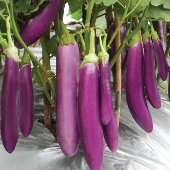 

Terong Ungu Segar Terong Panjang Lalapan Sayur Fresh KIRIM INSTAN & SAMEDAY berkualitas termurah COD