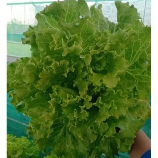 

[PE] Selada Hidroponik 500g