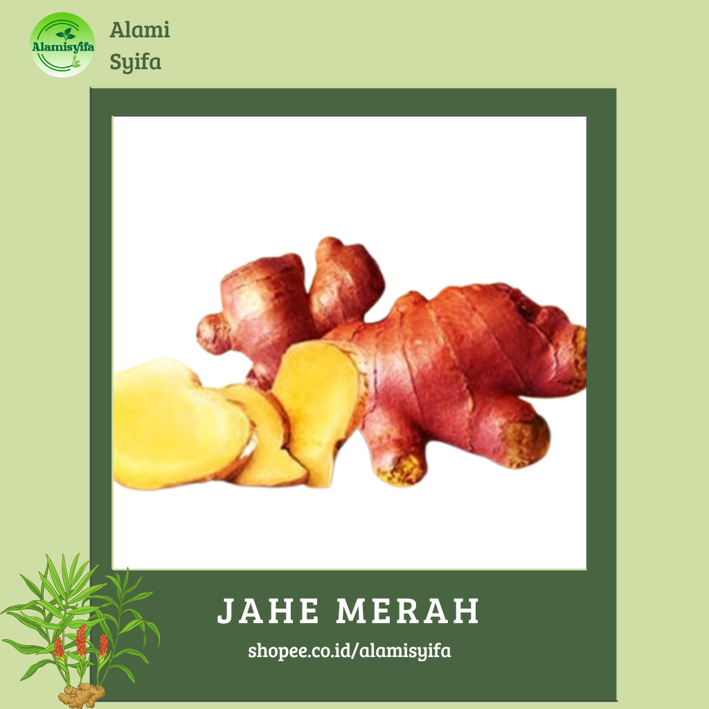 

Jahe Merah Bersih Jahe Beureum Alami Fresh Berat 1 Kg