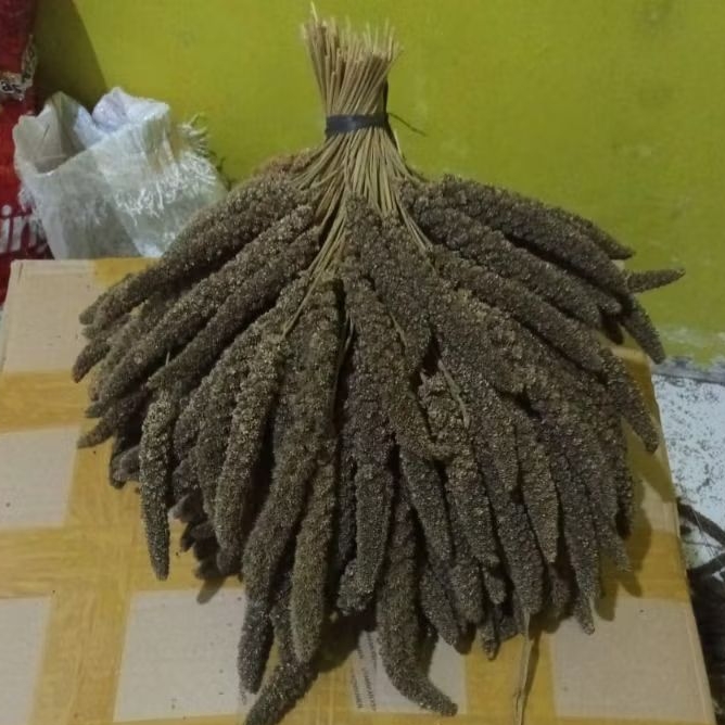 1Kg jewawut hitam, milet foxtail (tangkainya pendek)
