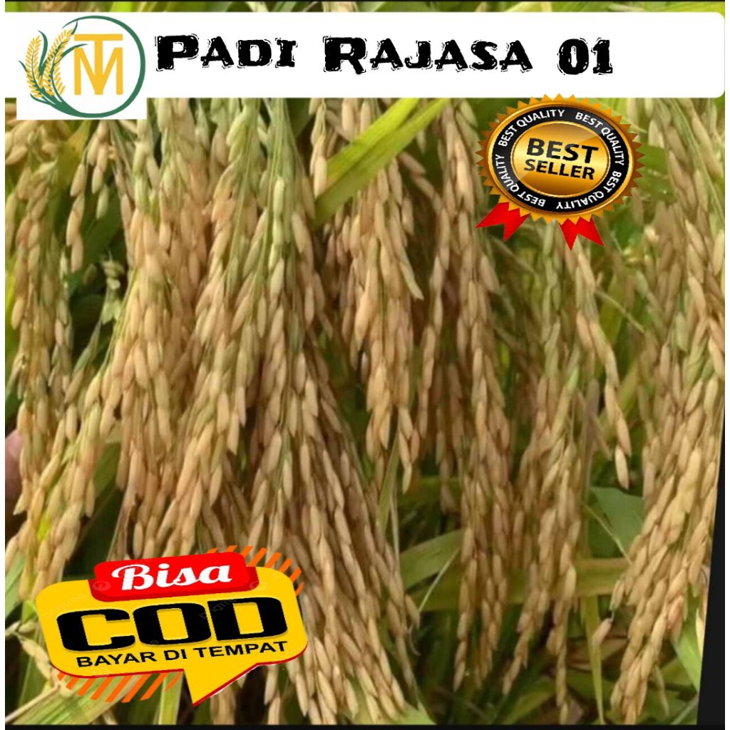 benih padi Rajasa 01 super unggul (1kg)