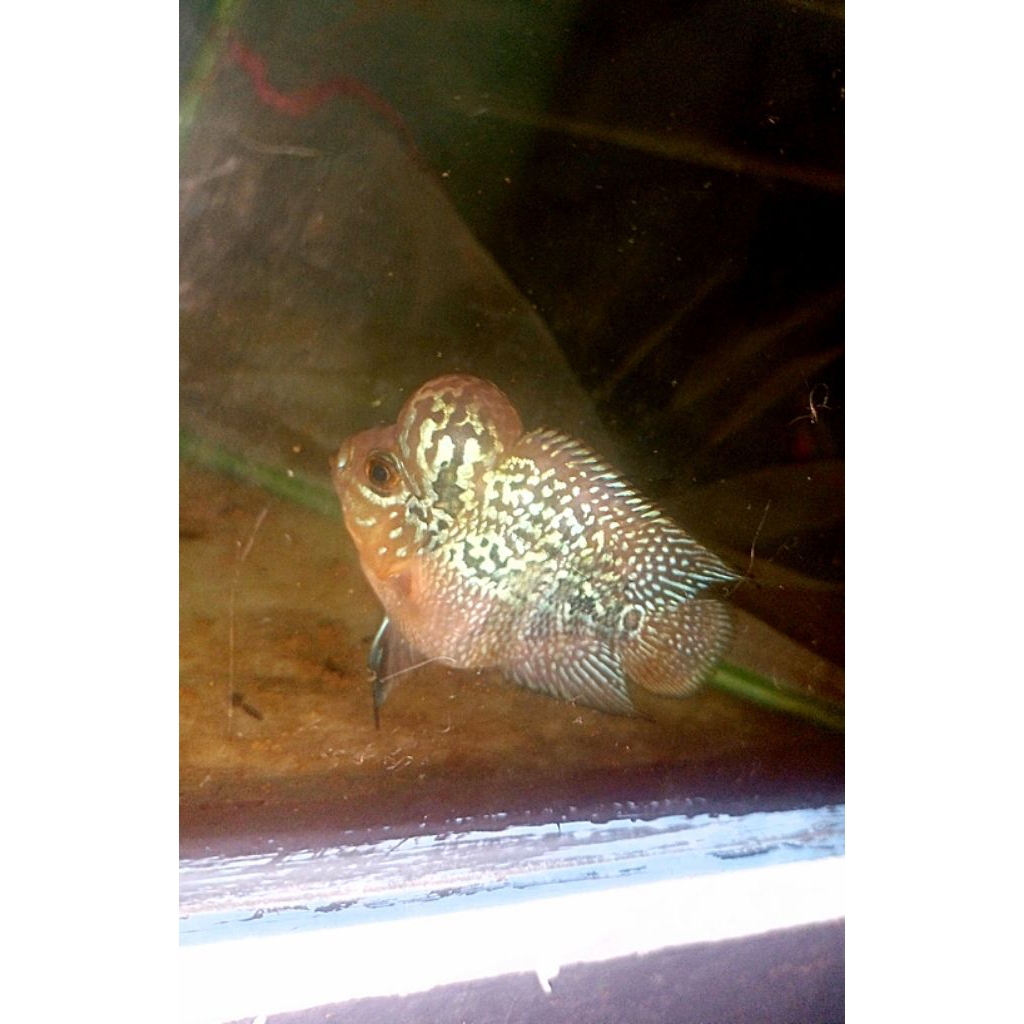 Lukisan Louhan Bonsai