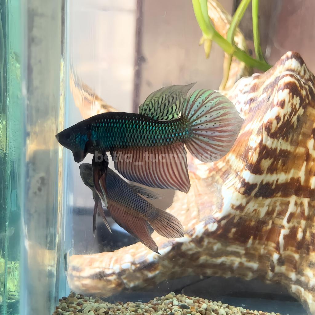 Wild Betta Smaragdina Rainbow Male & Female