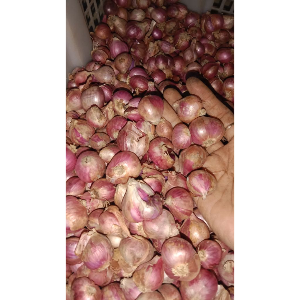 

bawang merah