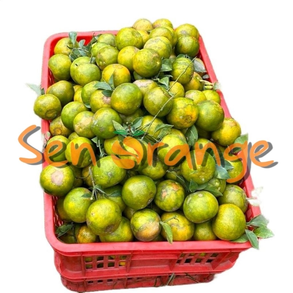 

JERUK SIEM MADU DAU MALANG