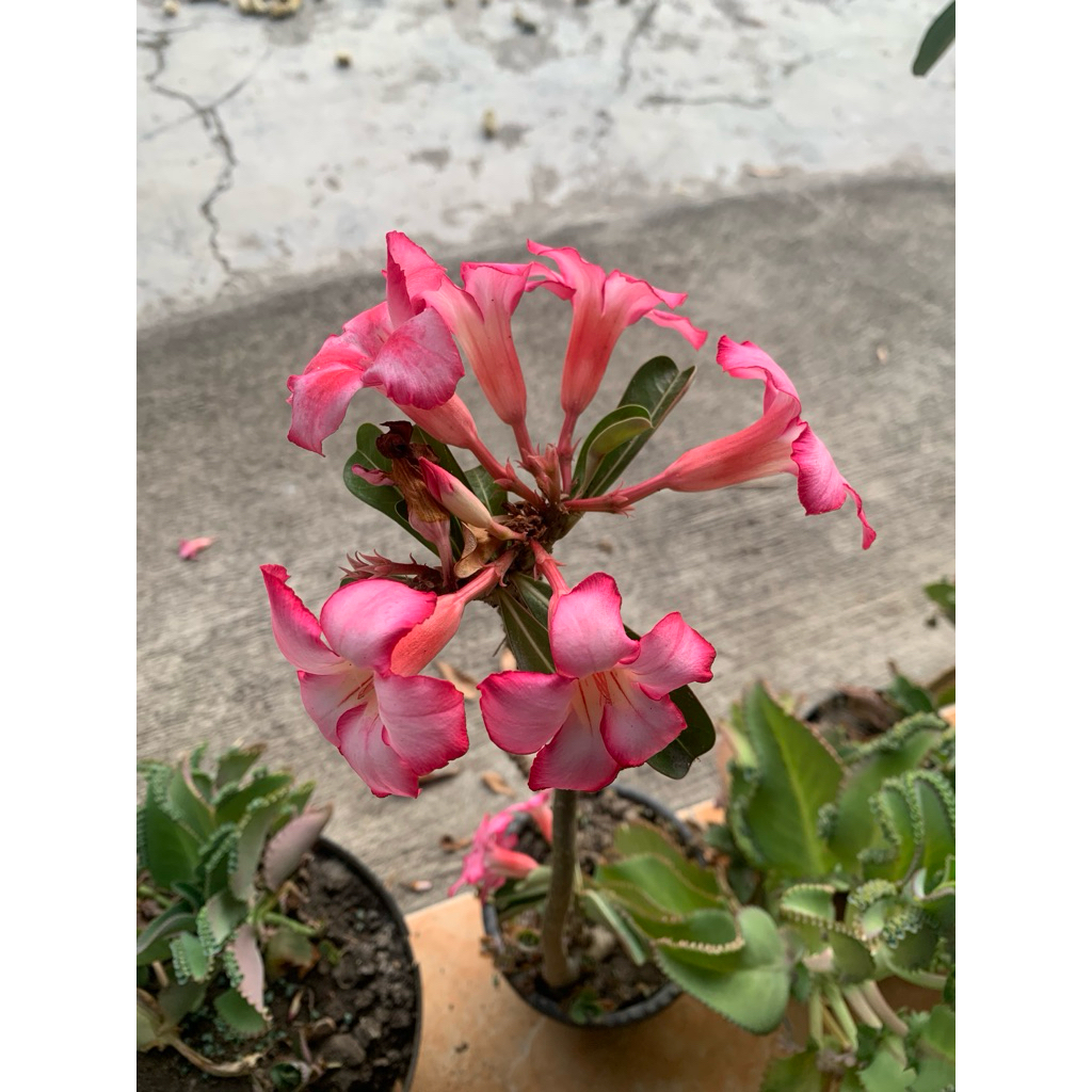 

pohon kamboja