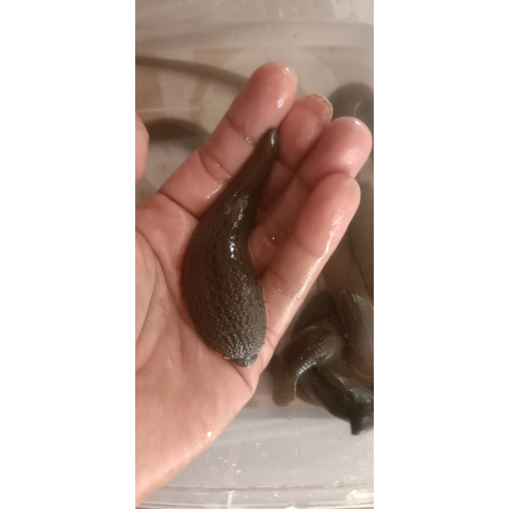 Lintah hidup sterilisasi Size JUMBO isi 10 Ekor