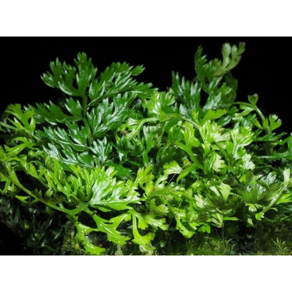 Tanaman aquascape bolbitis heteroclita difformis / mini bolbitis