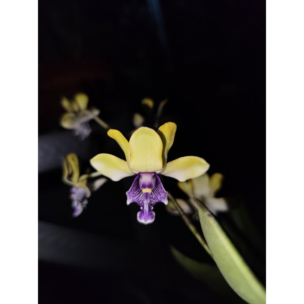 Dendrobium violaceoflavens anggrek besi