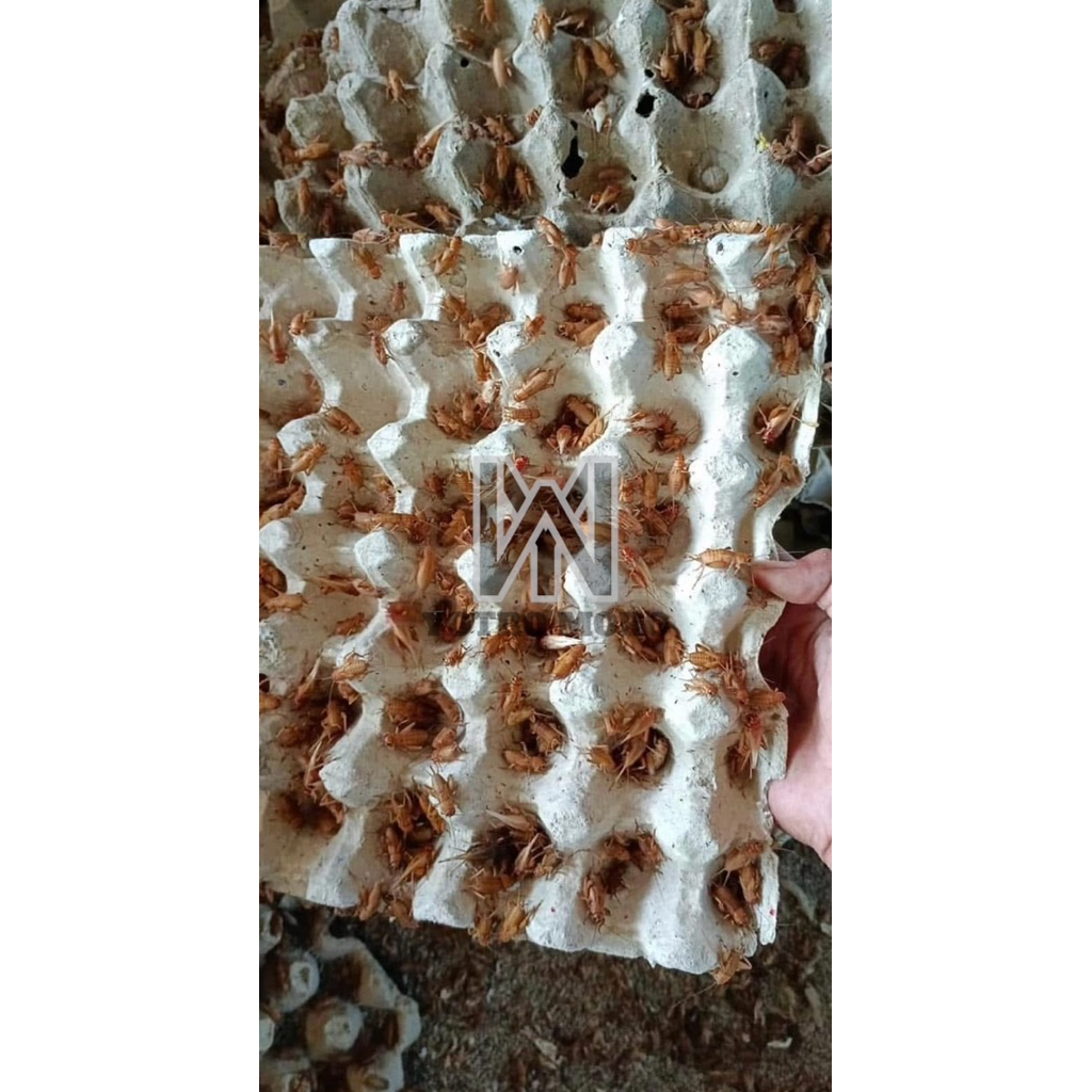 Telur Jangkrik Madu Kunyit Kuning 1 Kg