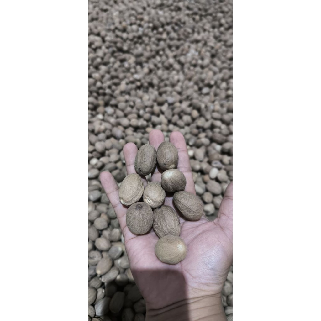 

RENTENG 12saset BIJI PALA KUPAS KERING ASLI REMPAH MALUKU NUTMEG WHOLE SEED Renteng 100GR, 250GR, 500GR, 1KG
