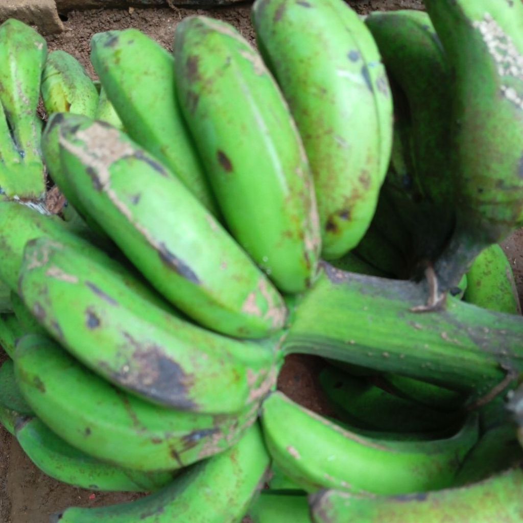 

PISANG RAJA SEREH MADU