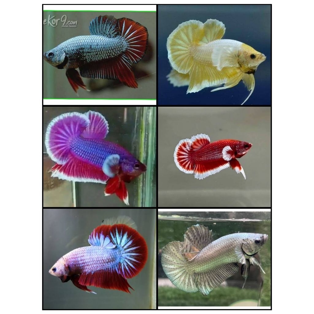 Termurah Grosir Cupang Plakat Dragon Besgel Big Ear Isi 30