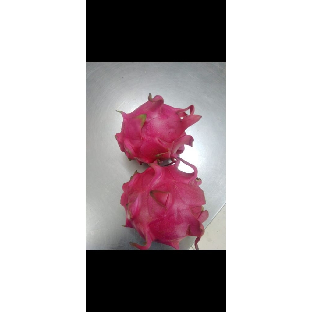 

buah naga premium