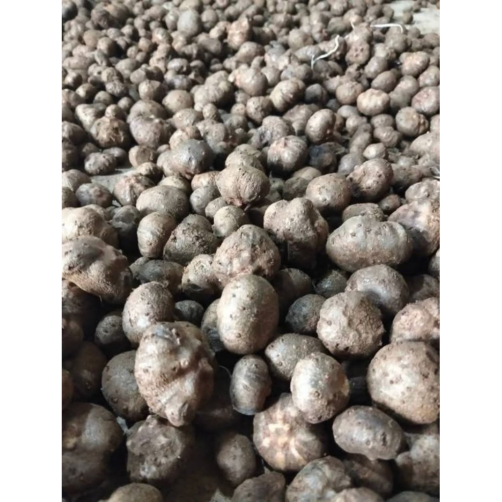 bibit Porang katak mini murah mengurangi biaya tanam