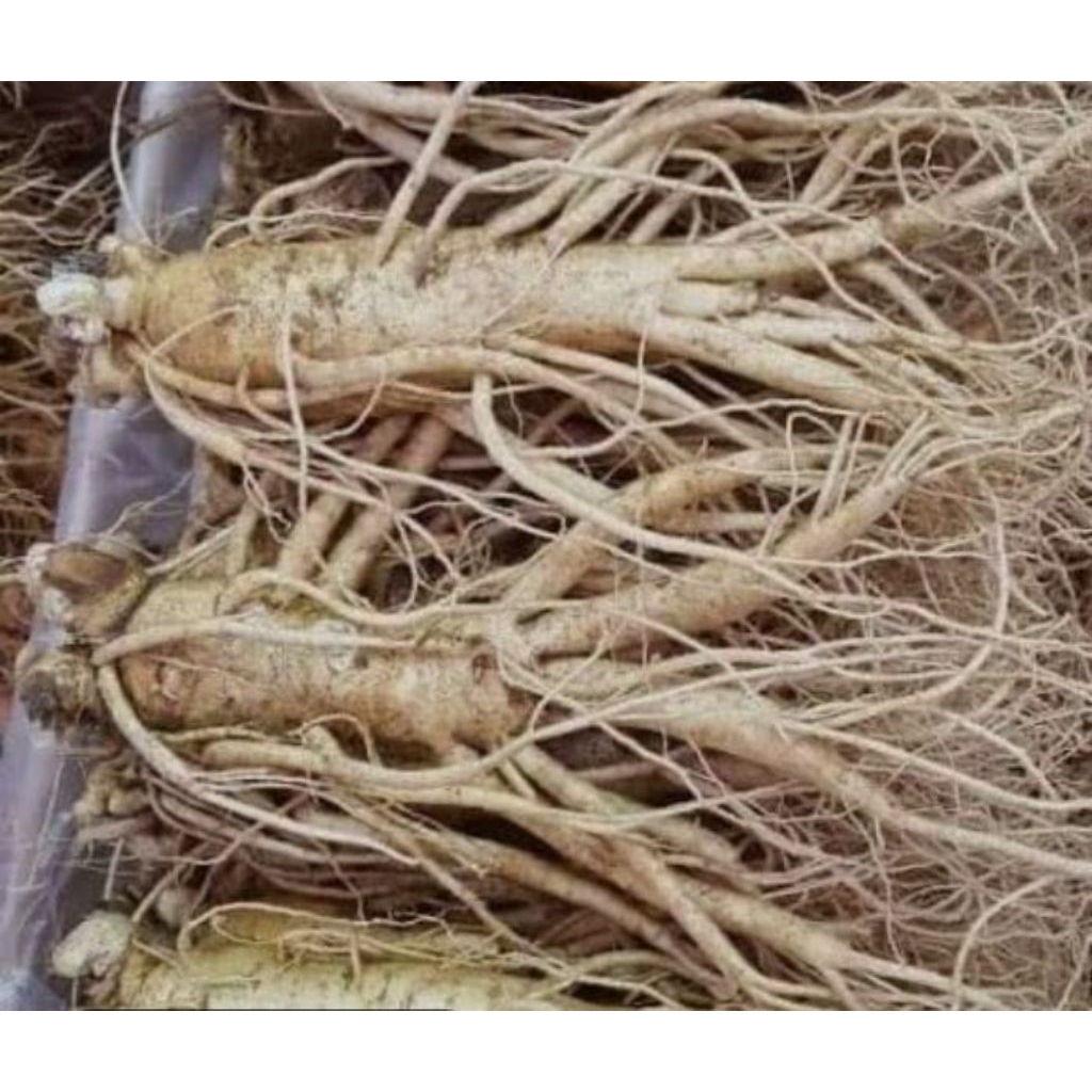 

akar ginseng Jawa, 500gr