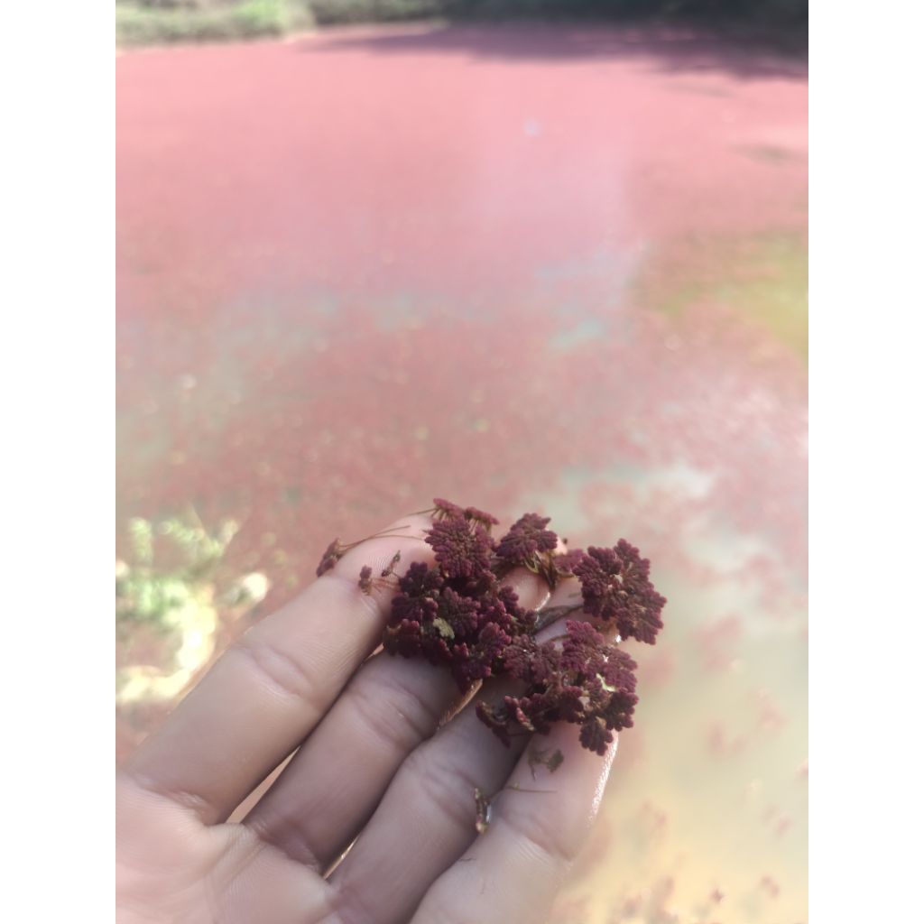 azolla merah