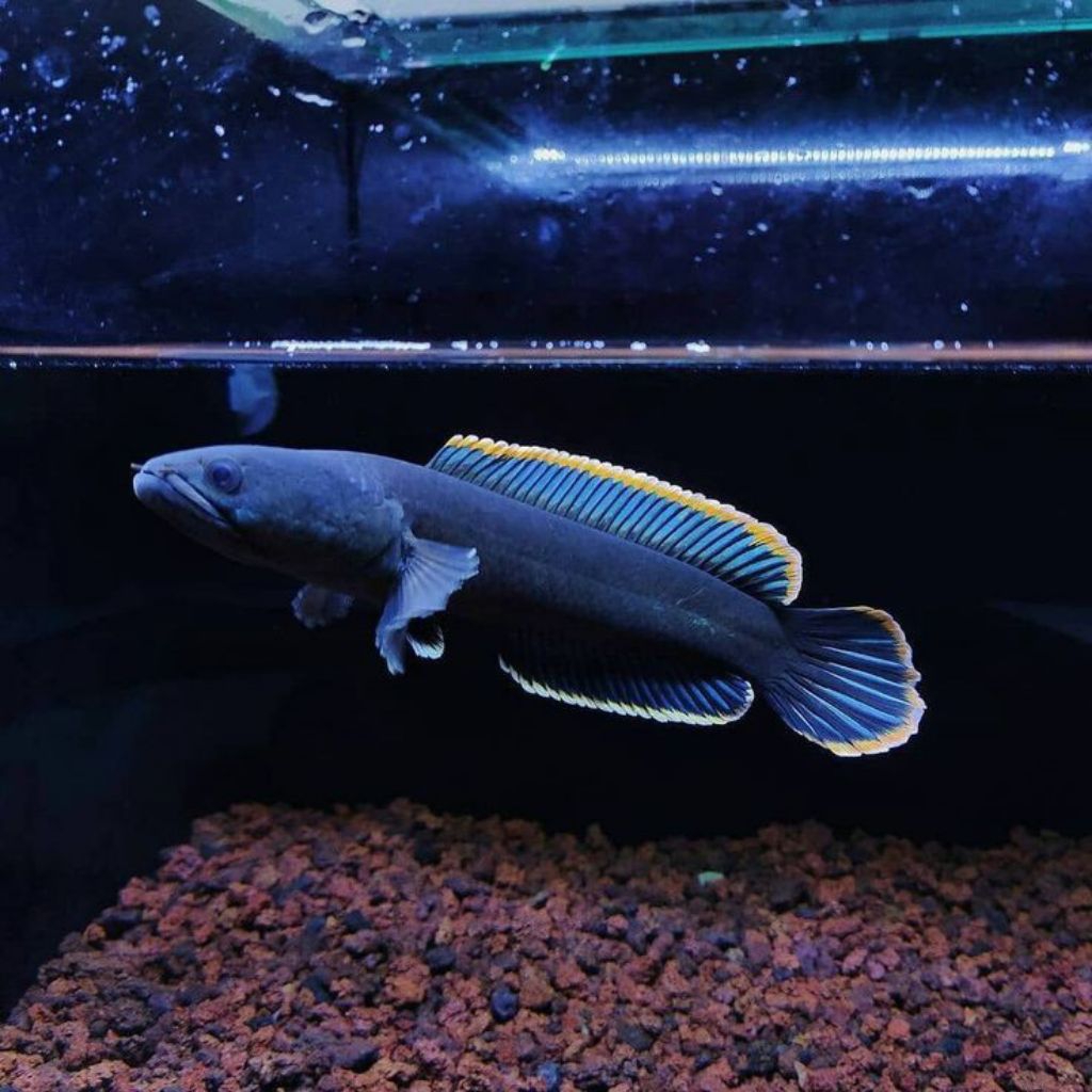 chana limbata baby size 3-4cm