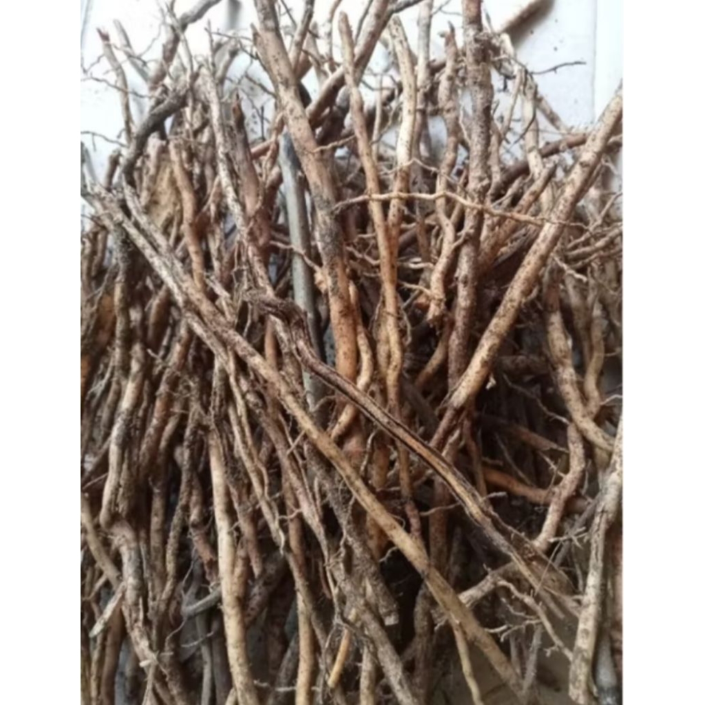 

AKAR POHON SALAK SEGAR KEMASAN 1KG