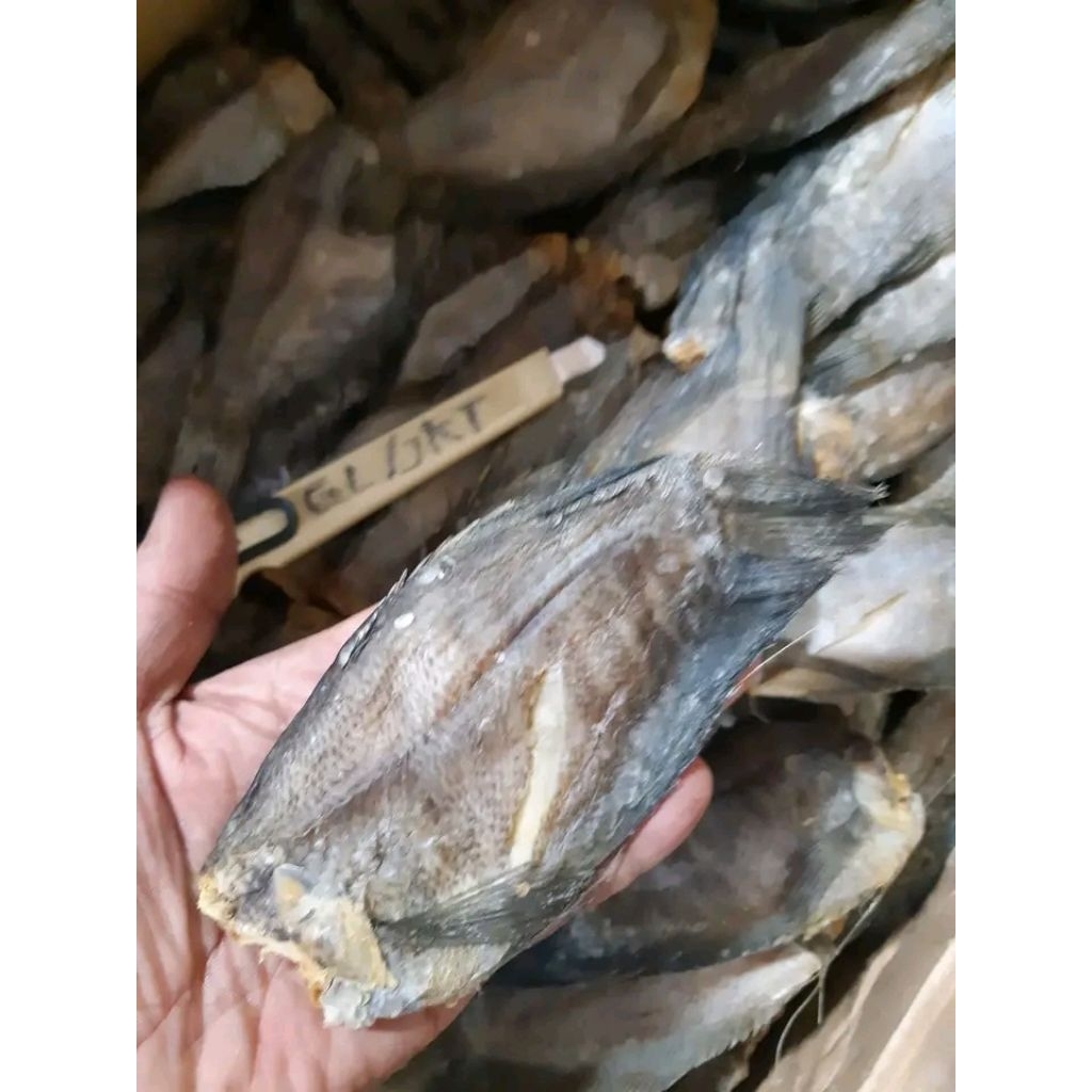 

COD Sepat Siam Enak Ikan Asin Sepat Termurah Super Terlaris