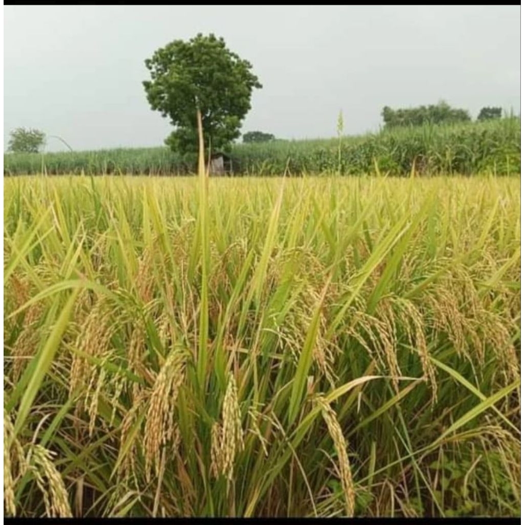 

IR MUTIARA PAKET 1KG