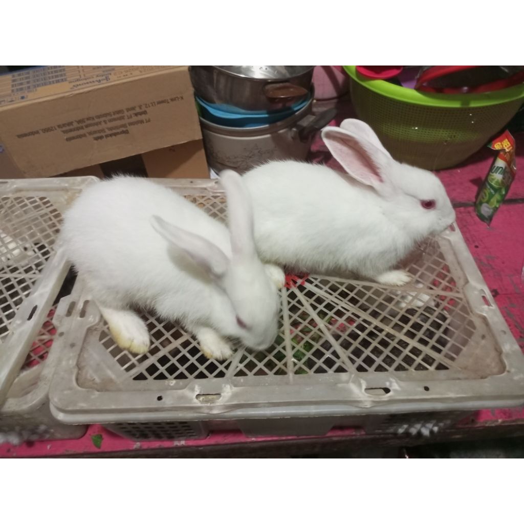 Kelinci Putih - Kelinci Lokal Putih - Kelinci Anakan