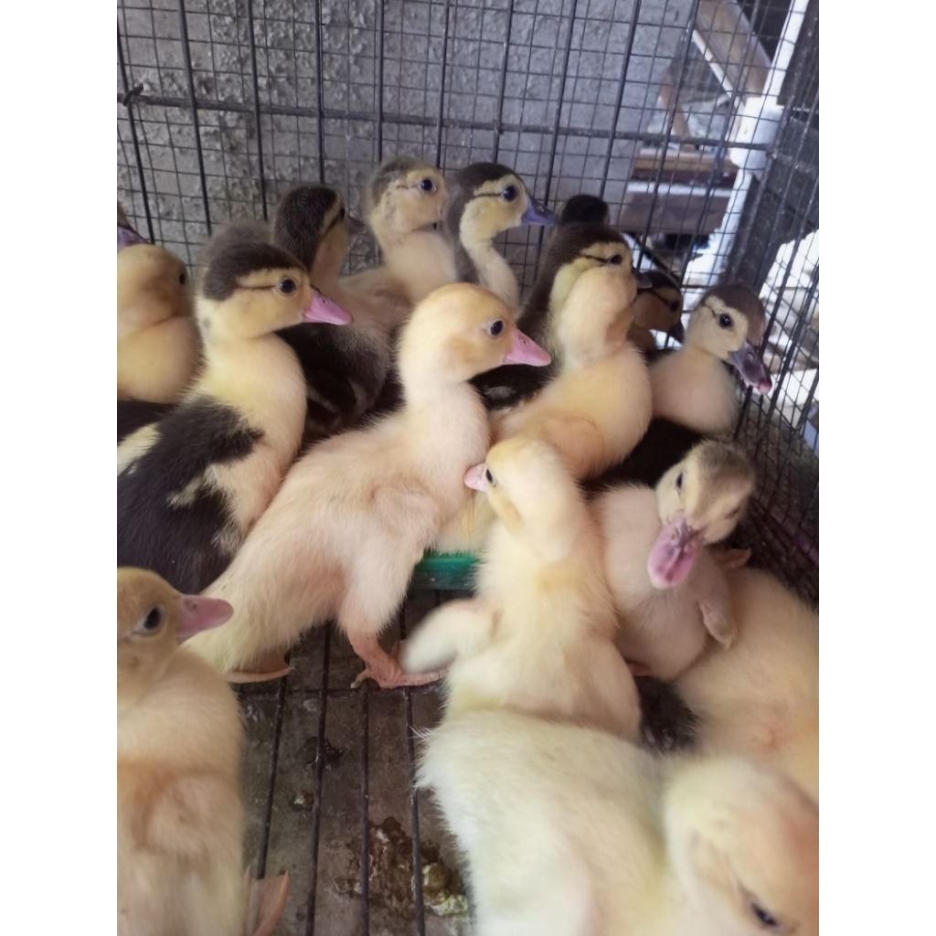 Entok Asli Usia 2 mingguan - Entok Lokal Asli - Entok Lokal