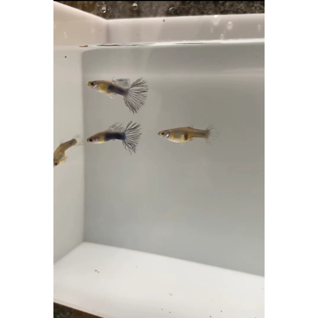 Hiasan aqurium ikan Guppy Halfback Blue Crowntail