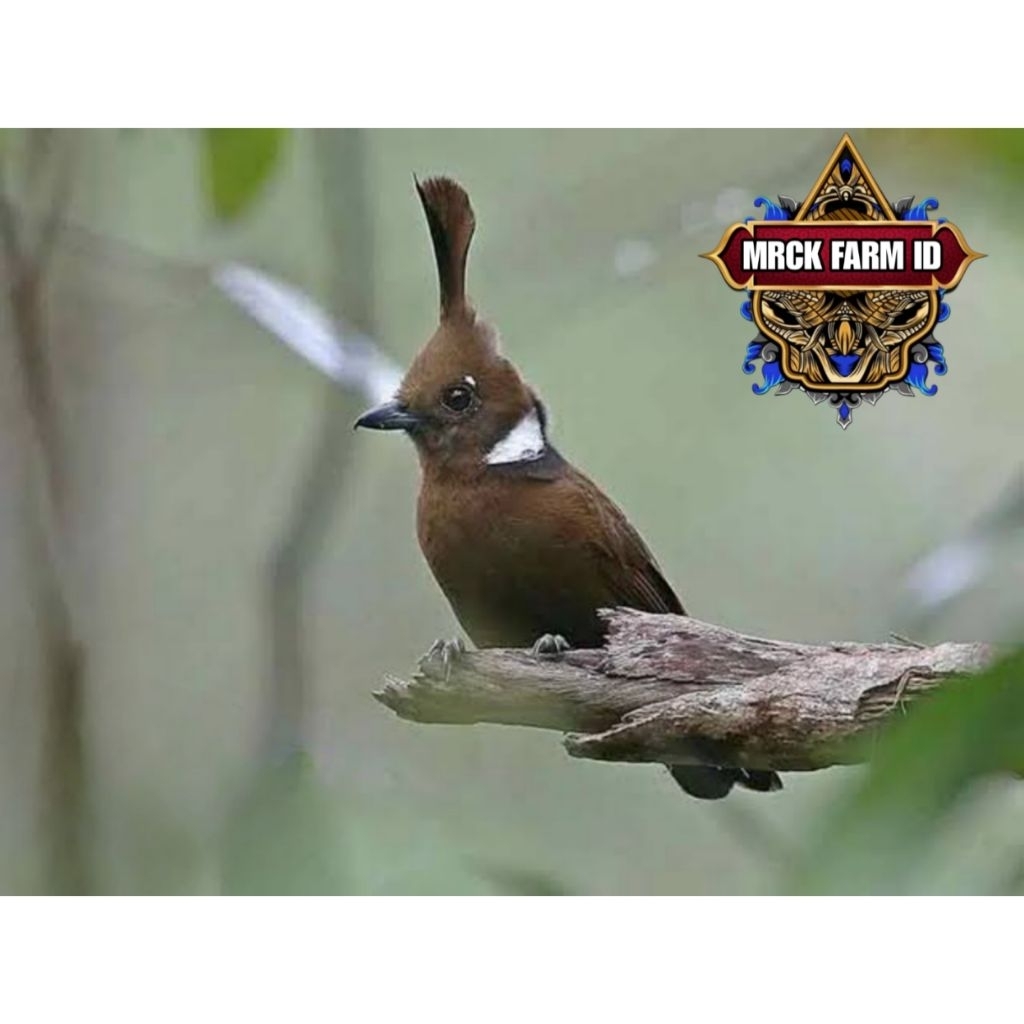 

telur burung cililin coklat fertil siap tetas