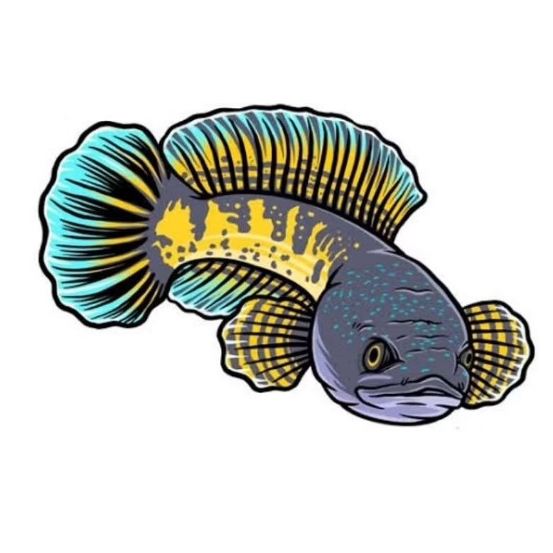 AURANTI CB 3-4 CM GRADE A +++ KUALITAS by Rd.fished