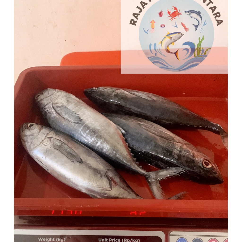 

TONGKOL SEGAR 1KG isi 3-4PCS