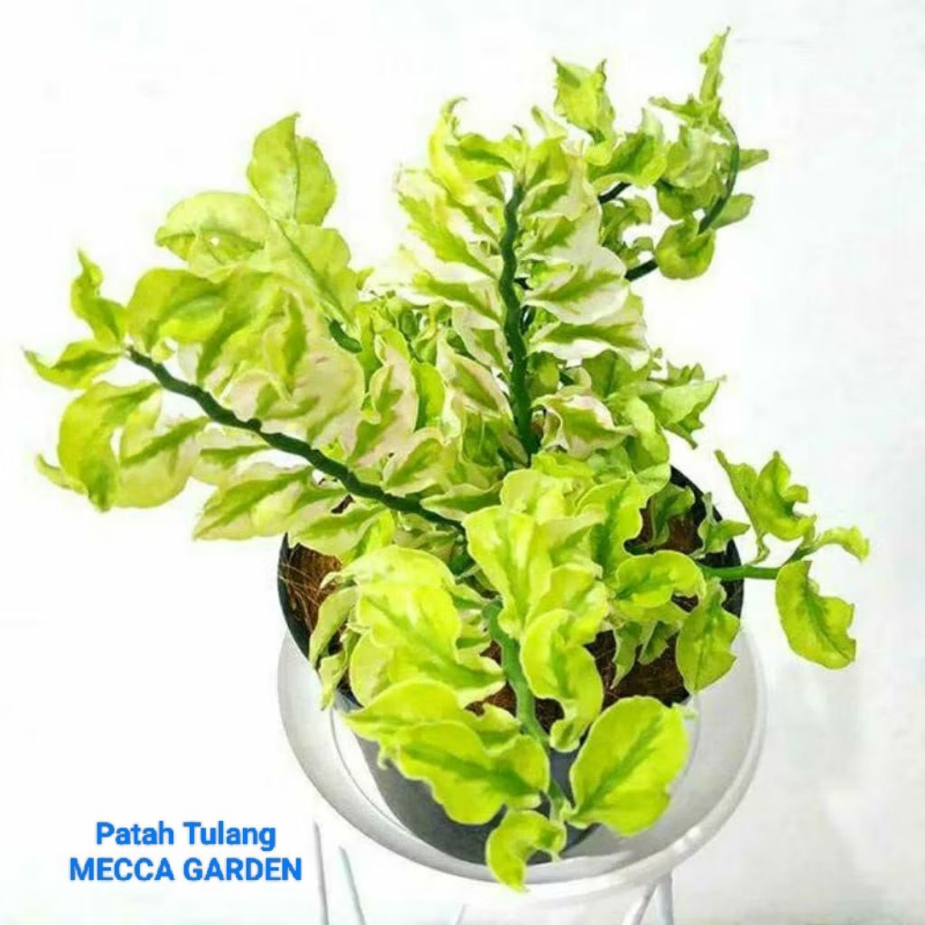 Patah Tulang Gantung/Non Gantung OKE-RIMBUN-Murah