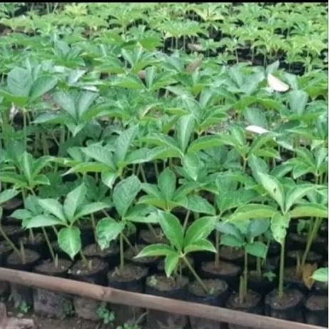 BIBIT UMBI ILES ILES