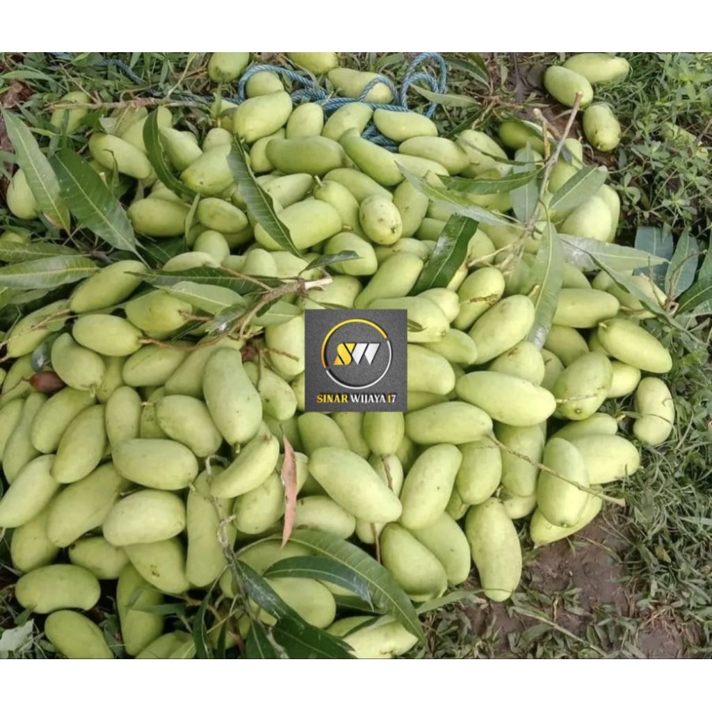 

Mangga Muda Fress Campur Asli Probolinggo 1 Kg