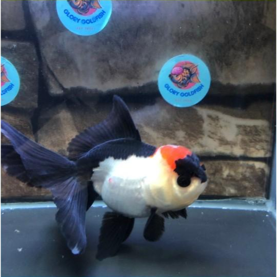 Ikan Mas Koki Oranda Panda 3 Color / Panda 3c Super Quality