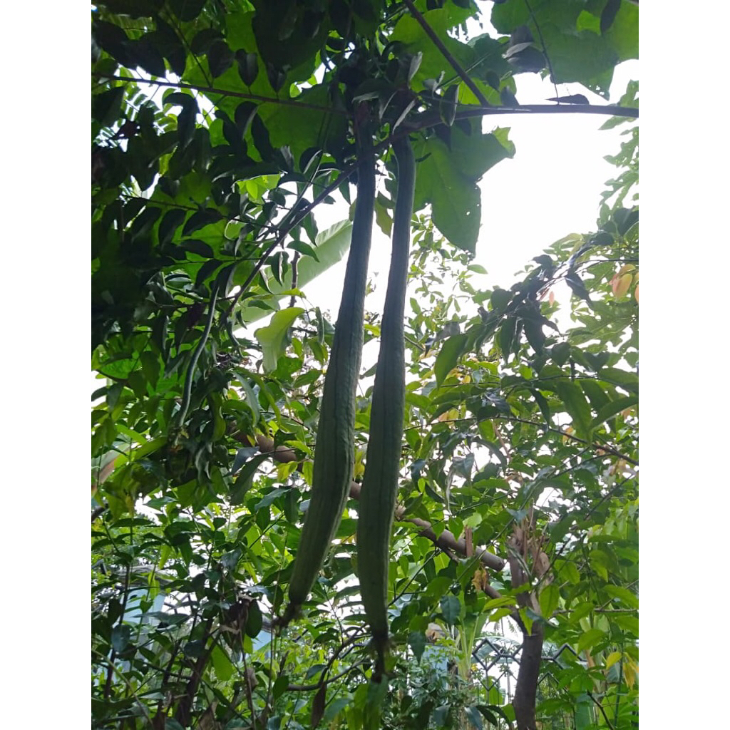 BENIH GAMBAS TAIWAN / BIJI GAMBAS TAIWAN / BENIH GAMBAS OYONG TAIWAN / BIJI GAMBAS OYONG TAIWAN